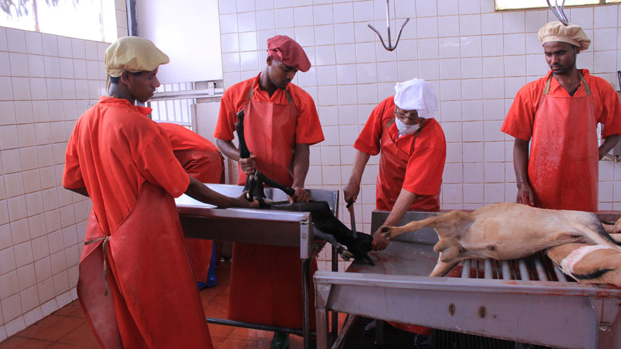 modjo-modern-export-abattoir-halal-slaughtering-goat.jpg