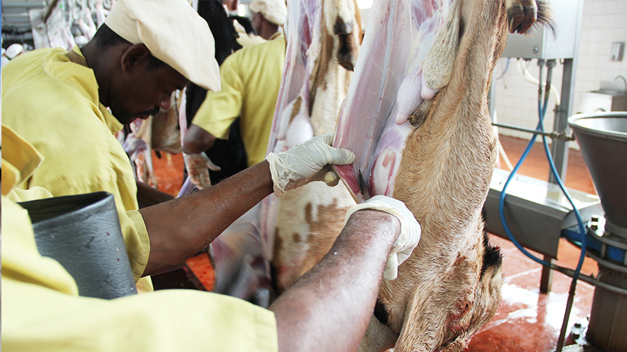 modjo-modern-export-abattoir-skilled-skinner-skinning-top-quality-goat-carcass.jpg